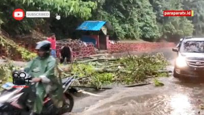 Hujan Deras Pohon Tumbang di Bambu Kuning Kota Jayapura