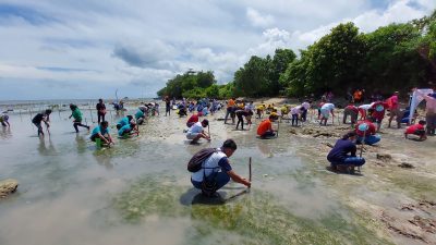 Dukung Rehabilitasi Abrasi di Pantai Sburya, PLN Tanam 2.000 Bibit Mangrove
