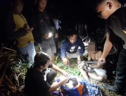 Miliki 96 Bungkus Ganja, Warga PNG Diamankan Polisi