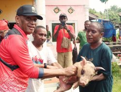 Kemensos Kembali Kunjungi Sarmi, Serahkan Bantuan 1000 ekor bibit Babi