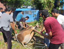 Momen Idul Adha 1444 Hijiriah, PLN Papua Salurkan 35 Hewan Kurban