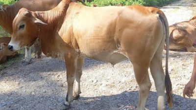 8 Ekor Sapi Qurban disalurkan hari ini ke Masjid di 5 Distrik Kota Jayapura