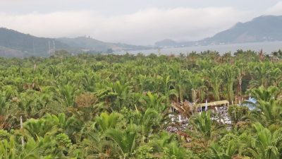 AMAN Jayapura Harapkan FDS XIII Sarana Edukasi Pentingnya Penyelamatan Hutan Sagu