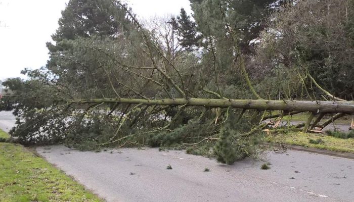 Dewan Kota Jayapura Minta Dinas Terkait Rutin Tebang Pohon Berpotensi Tumbang