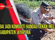 Cabai Jadi Komoditi Handal Tekan Inflasi Di Kabupaten Jayapura