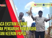 Cuaca Ekstrim Elnino Tidak pengaruhi Panen Raya Petani Keerom Papua