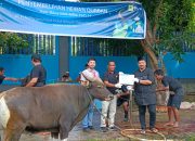 Berbagi di Idul Adha 1445 H, PLN UIW P2B Salurkan 37 Hewan Kurban