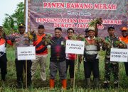 Menjaga Ketahanan Pangan dan Mengendalikan Inflasi, Pemkot Jayapura Panen 3,5 ton Bawang Merah