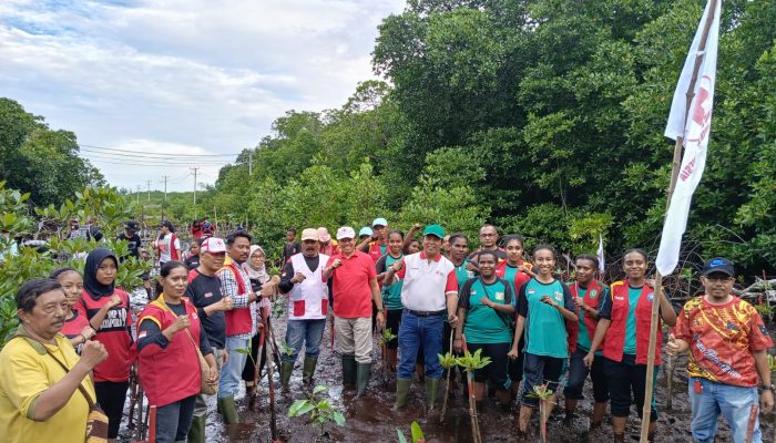 Jaga Kelestarian Lingkungan dan Peringati Hari Mangrove Sedunia, PMI Kota Jayapura Tanam 300 Mangrove