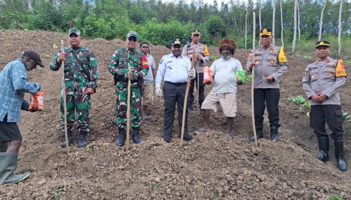 Dukung Program Asta Cita Presiden, Forkopimda Lanny Jaya Tanam Bibit Jagung Serentak