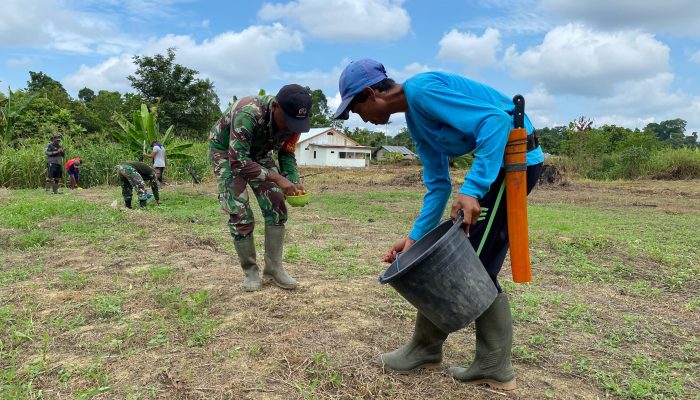 Tingkatkan Ketahanan Pangan di Wilayah Perbatasan, TNI bersama Babinsa dan Masyarakat Tanam Jagung
