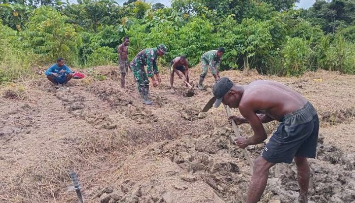 Garap Lahan Jagung Untuk Ketahanan Pangan, Satgas Yonif 512/QY Gandeng Masyarakat di Kampung Yuwainda