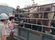 Karantina Papua Periksa 10 Sapi Kurban Sebelum Dikirim ke Mamberamo