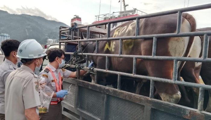 Karantina Papua Periksa 10 Sapi Kurban Sebelum Dikirim ke Mamberamo