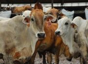 Hari Raya Idul Adha 1446 Hijriyah, Wali Kota Jayapura Siapkan 31 ekor Sapi Qurban untuk Warga di 5 Distrik