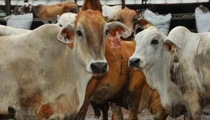 Hari Raya Idul Adha 1446 Hijriyah, Wali Kota Jayapura Siapkan 31 ekor Sapi Qurban untuk Warga di 5 Distrik