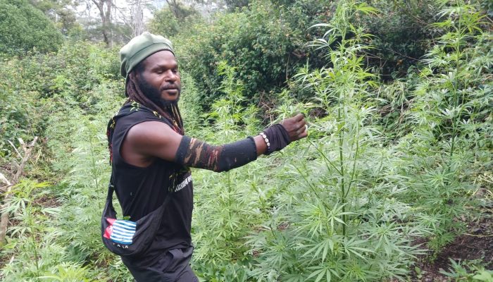 Kontak Tembak di Wamena: Satu KKB Tewas Bernama Pionus Gwijangge, Ganja Disita