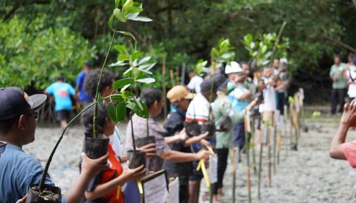 Lindungi Pesisir dan Dukung Ekowisata: PLN UP3 Manokwari Tanam 1.000 Bibit Mangrove