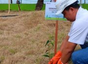 Rehabilitasi Pesisir Holtekamp, PLN Tanam 2500 Pohon