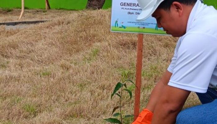 Rehabilitasi Pesisir Holtekamp, PLN Tanam 2500 Pohon