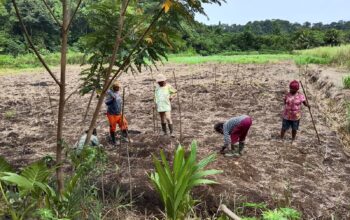 Kelompok Tani Waya Kampung Puay Kembangkan Pertanian Padi Ladang untuk Perkuat Ketahanan Pangan Lokal