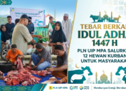 Tebar Berkah Idul Adha 1447 Hijriah, PLN UIP MPA Salurkan 12 Hewan Kurban untuk Masyarakat