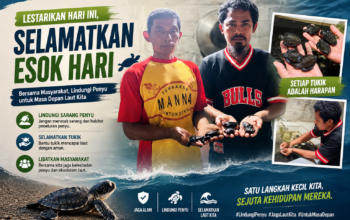 Tak Hanya Selamatkan Mamoa, Konservasi di Pantai Wauwo Kini Hadirkan Harapan Baru bagi Penyu dan Ekosistem Pesisir Halmahera