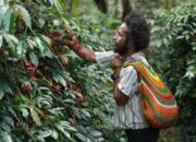 Dari Pegunungan Papua, Aroma Kopi Tiom Tembus Pasar Nasional Lewat Program PLN Peduli