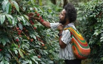 Dari Pegunungan Papua, Aroma Kopi Tiom Tembus Pasar Nasional Lewat Program PLN Peduli