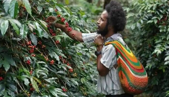 Dari Pegunungan Papua, Aroma Kopi Tiom Tembus Pasar Nasional Lewat Program PLN Peduli