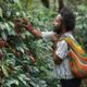 Dari Pegunungan Papua, Aroma Kopi Tiom Tembus Pasar Nasional Lewat Program PLN Peduli