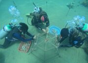Harmoni Laut Ambon, Aksi Konservasi Bawah Laut Pertamina Patra Niaga