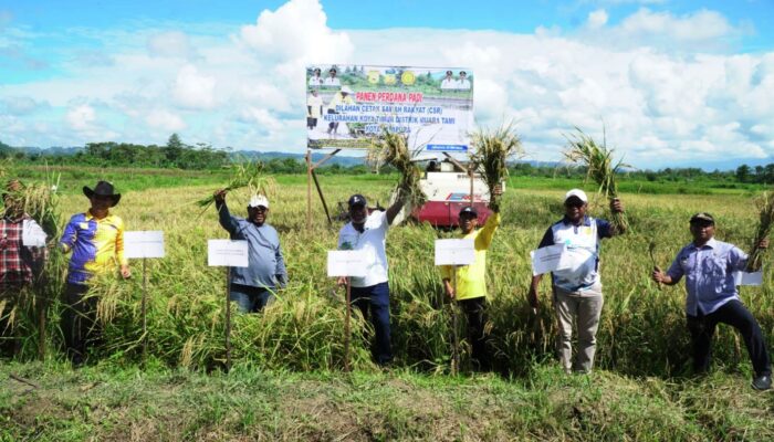 Dukung Swasembada Bangan Nasional, Pemkot Jayapura Panen Perdana Padi