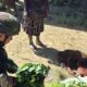 Program ROSITA Satgas Yonif 757/GV Borong Hasil Tani Warga, Dorong Ekonomi Pedalaman Intan Jaya