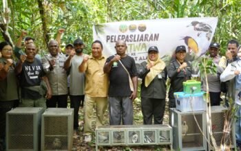 Gagalkan Perdagangan Ilegal, Karantina Papua Selamatkan Flora dan Fauna Endemik, Kembalikan ke Habitat Aslinya