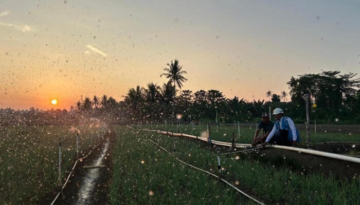 Tarif Listrik Triwulan III 2026 Tetap, PLN Siap Jalankan Kebijakan Pemerintah dan Jaga Kualitas Layanan ke Masyarakat